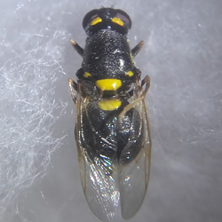 Oxycera leonina